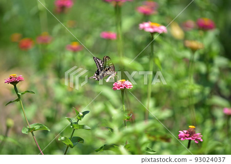 Swallowtail butterfly feeding from Zinnia spp., Hakushu-cho, Hokuto City Swallowtail butterfly feeding from Zinnia spp., Hakushu-cho, Hokuto City 93024037