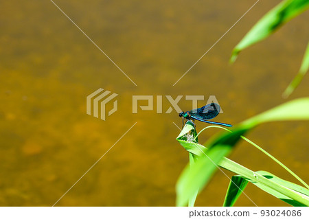Adult male of blue dragonfly Calopteryx virgo, beautiful demoiselle, sitting on grass leaf 93024086