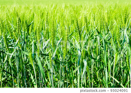 Barley field image, close-up view on fresh ears of young green barley Barley field image, close-up view on fresh ears of young green barley 93024091