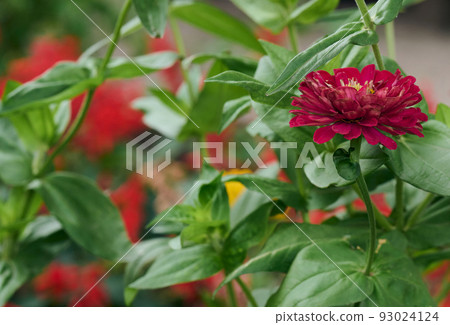Blooming pink flower Zinnia in the garden on a summer day Blooming pink flower Zinnia in the garden on a summer day 93024124