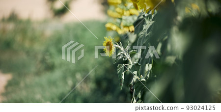 Field with blooming sunflowers on a summer day 93024125