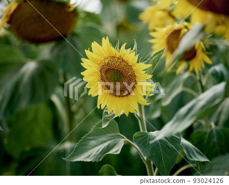 Field with blooming sunflowers on a summer day 93024126
