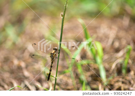 北斗市白州町 北斗市白州町 93024247