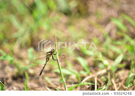 北斗市白州町 93024248