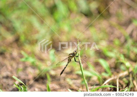 北斗市白州町 93024249