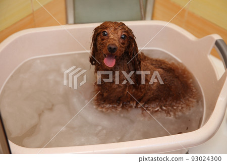Poodle washes before haircut Poodle washes before haircut 93024300