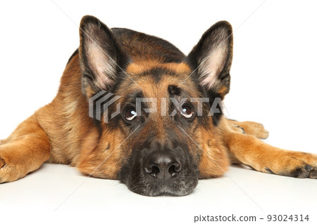 German Shepherd dog lies on a white background 93024314