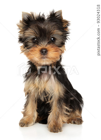 Yorkshire terrier puppy on a white background Yorkshire terrier puppy on a white background 93024318