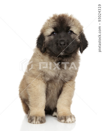 Caucasian shepherd puppy sits on a white background 93024319