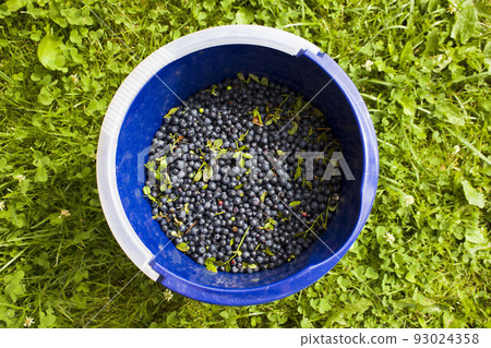 big blue bucket full of blueberries stands in the forest on the grass big blue bucket full of blueberries stands in the forest on the grass 93024358