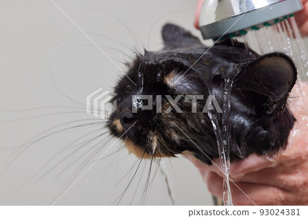 grumpy cat being washed in a bathroom by a woman with a shower. grumpy cat being washed in a bathroom by a woman with a shower. 93024381