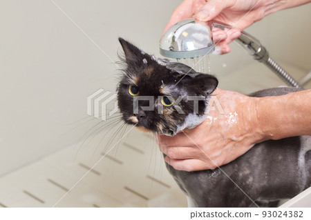 grumpy cat being washed in a bathroom by a woman with a shower. grumpy cat being washed in a bathroom by a woman with a shower. 93024382