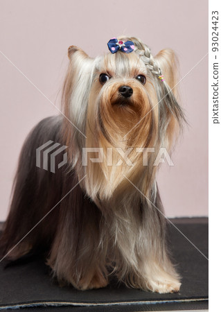 The Yorkshire Terrier lies on the grooming table in the zoo salon with a beautiful haircut for every day. 93024423