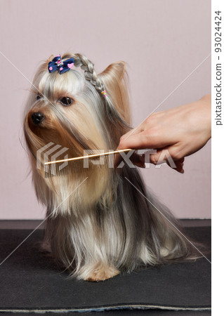 The Yorkshire Terrier lies on the grooming table in the zoo salon with a beautiful haircut for every day. 93024424