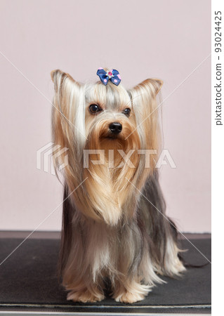 The Yorkshire Terrier lies on the grooming table in the zoo salon with a beautiful haircut for every day. 93024425
