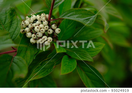 White berries of Cornus Alba Sibirica with selective blur 93024919