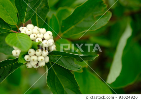 White berries of Cornus Alba Sibirica with selective blur White berries of Cornus Alba Sibirica with selective blur 93024920