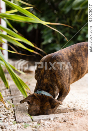 The dog hunting mice in a garden. Staffordshire terrier. The dog hunting mice in a garden. Staffordshire terrier. 93025047