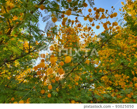 Selective focus yellow blossom of mimosa tree, Acacia pycnantha. Selective focus yellow blossom of mimosa tree, Acacia pycnantha. 93025050