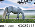 A white horse grazes in the fog in a meadow. 93025148