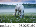 A white horse grazes in a meadow against the background of fog. 93025160