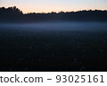 Night fog on a field with dandelions. 93025161