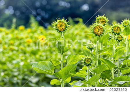 Field of sunflowers in bloom 93025350