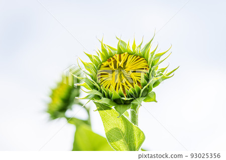 Sun flowering sunflower Sun flowering sunflower 93025356