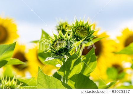 Sun flowering sunflower 93025357