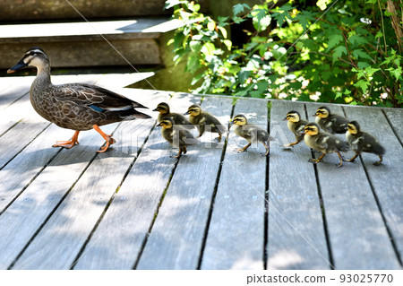 Karugamo父母的三月三月 93025770