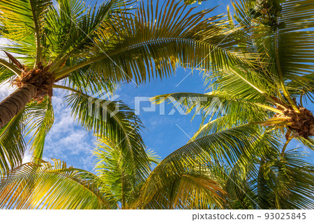 Tropical paradise: palm trees in Caribbean, Punta Cana Tropical paradise: palm trees in Caribbean, Punta Cana 93025845