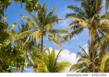 Tropical paradise: palm trees in Caribbean, Punta Cana 93025848