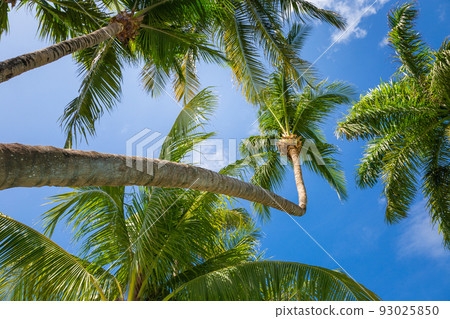 Tropical paradise: palm trees in Caribbean, Punta Cana 93025850