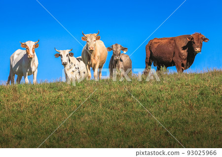 Cows livestock in southern Brazil countryside looking at camera 93025966