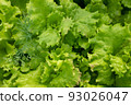 Fresh salad leaves, close-up. Background from salad leaves plant. Raw green leaf vegetables, top view. Salad leaves for poster, calendar, post, screensaver, wallpaper, postcard, card, banner, cover 93026047