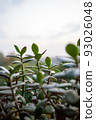 Crassula ovata plant growing on the windowsill. Known as jade plant, lucky money tree in front of a window, selected focus. Closeup view of succulent plant of green leaves for poster, branding 93026048