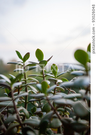Crassula ovata plant growing on the windowsill. Known as jade plant, lucky money tree in front of a window, selected focus. Closeup view of succulent plant of green leaves for poster, branding 93026048