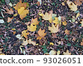 Bright autumn leaves, horizontal photo. Background from fallen leaves for publication, screensaver, wallpaper, postcard, poster, banner, cover, website. Art high-quality photography 93026051