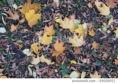 Bright autumn leaves, horizontal photo. Background from fallen leaves for publication, screensaver, wallpaper, postcard, poster, banner, cover, website. Art high-quality photography Bright autumn leaves, horizontal photo. Background from fallen leaves for publication, screensaver, wallpaper, postcard, poster, banner, cover, website. Art high-quality photography 93026051