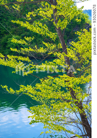 Yamba Agatsuma Lake Yamba Dam Early Summer Scenery Yamba Agatsuma Lake Yamba Dam Early Summer Scenery 93026078