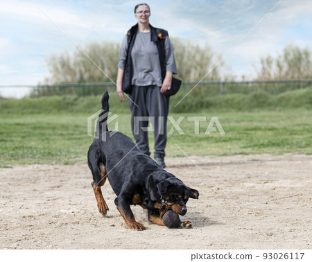 training of rottweiler for retrieving an object training of rottweiler for retrieving an object 93026117