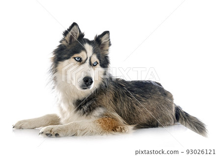 siberian husky in studio 93026121
