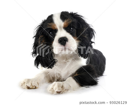 puppy cavalier king charles 93026129