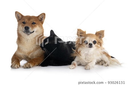 shiba inu, cat and chihuahua in studio shiba inu, cat and chihuahua in studio 93026131