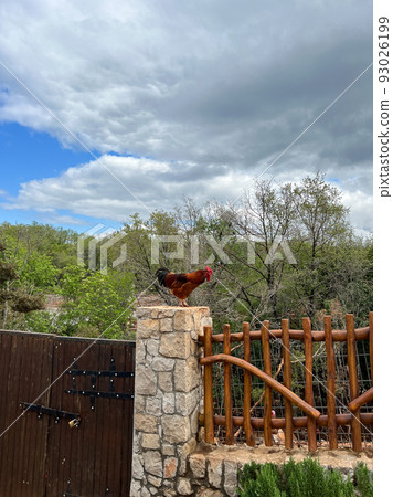 Rooster on a stone pillar of a wooden fence against the background of green trees in the garden Rooster on a stone pillar of a wooden fence against the background of green trees in the garden 93026199