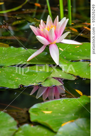 Close-up of Lily water in a bloom and pond garden leaf, Giverny, France 93026249