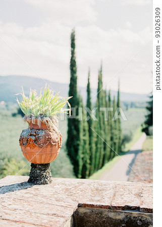 Green bush grows in a clay vase on a stone fence in the garden Green bush grows in a clay vase on a stone fence in the garden 93026309
