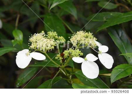 A flower of Yaeyama konterigi with beautiful white ornamental flowers that can be seen on Iriomote Island A flower of Yaeyama konterigi with beautiful white ornamental flowers that can be seen on Iriomote Island 93026408