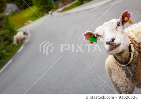 Sheep looking at camera on the road in Aurland, western Norway Sheep looking at camera on the road in Aurland, western Norway 93026526