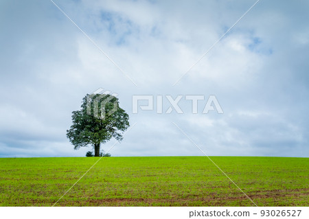 Single tree in wheat field and dramatic sky at evening Single tree in wheat field and dramatic sky at evening 93026527
